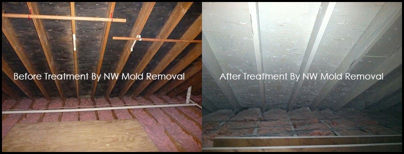 Photo of NW Mold Removal