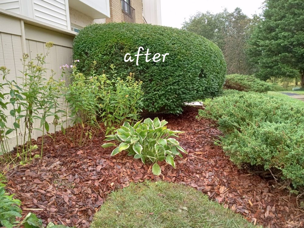 Photo of DC Ayala Landscaping Service
