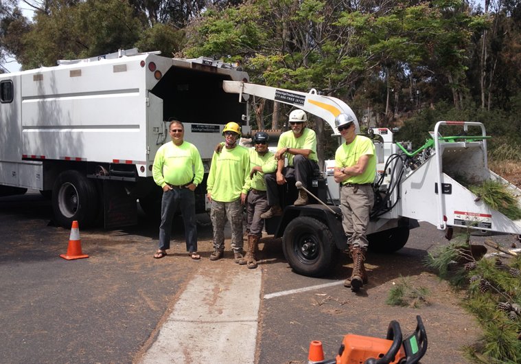 Photo of Arbor Age Tree Services