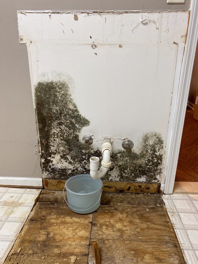 Photo of Max Out Mold Removal