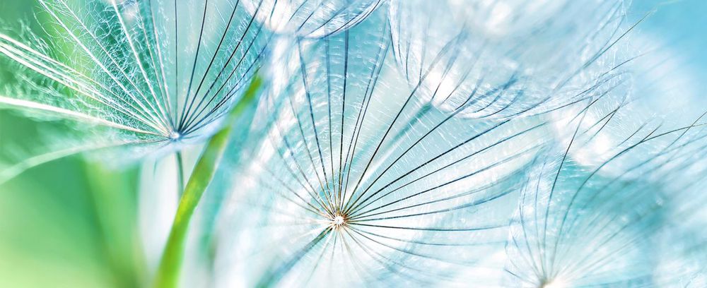 Photo of Dandelion Marketing