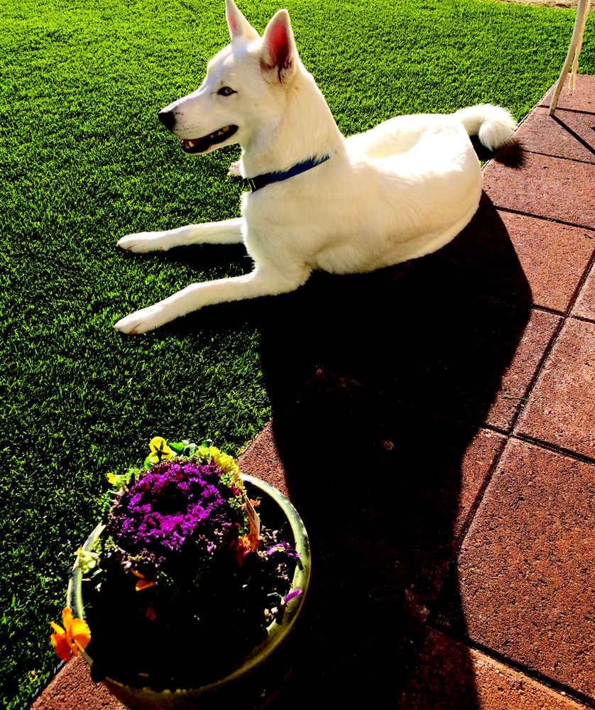 Photo of Turfscape Austin