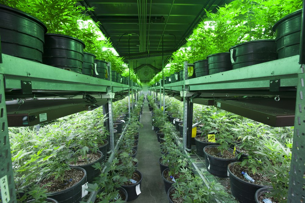 Photo of Cannabis Real Estate Consultants