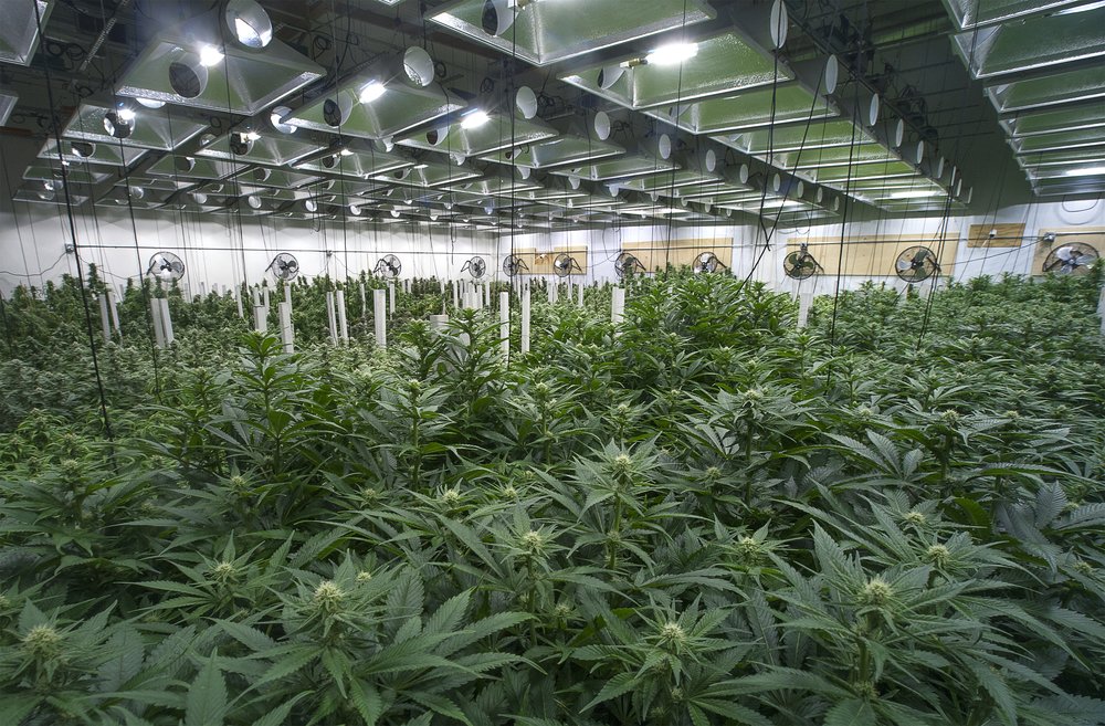 Photo of Cannabis Real Estate Consultants