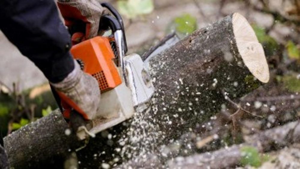 Photo of Stump Eater
