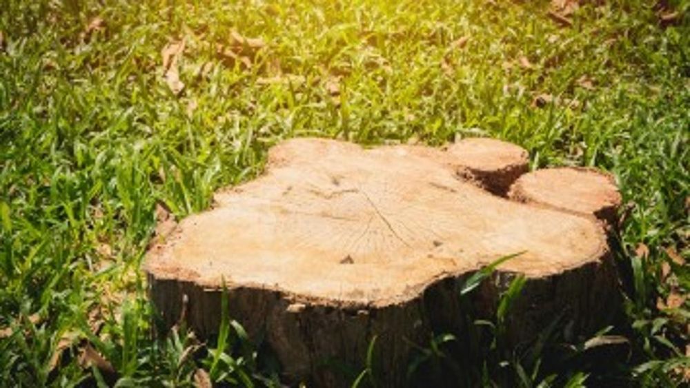 Photo of Stump Eater