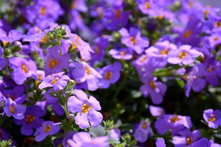 Photo of Smoot Landscaping