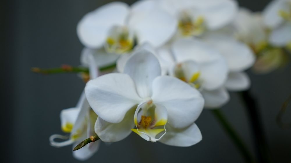 Photo of XR Clarity