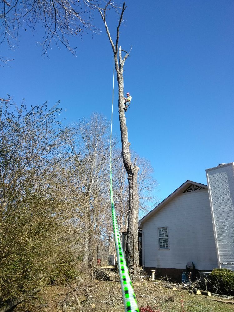 Photo of TLC Tree Service