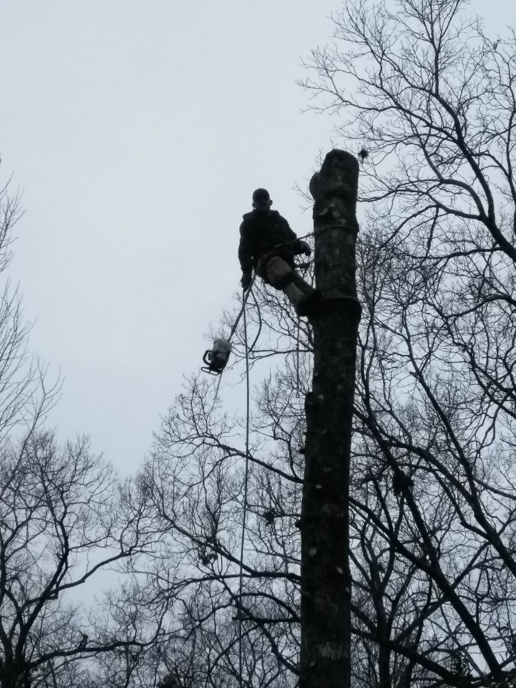 Photo of TLC Tree Service