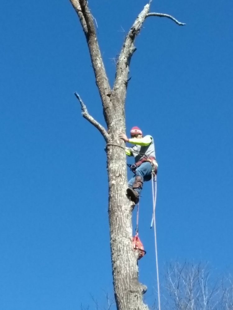 Photo of TLC Tree Service