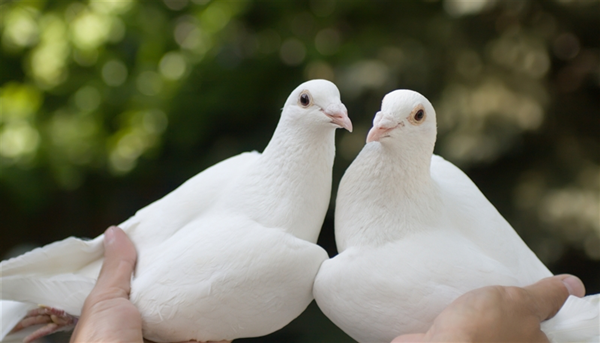 Photo of Up UP & Away Dove Release