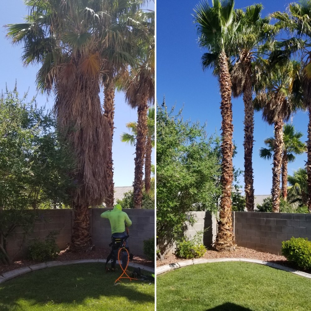 Photo of Pablo's Palmas Tree & Landscaping Services