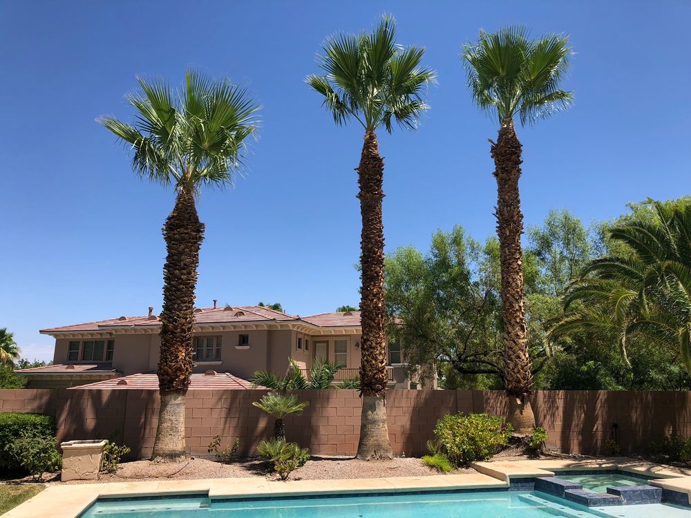 Photo of Pablo's Palmas Tree & Landscaping Services
