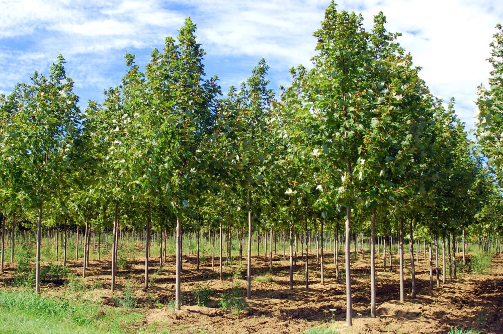 Photo of Johnson's Nursery