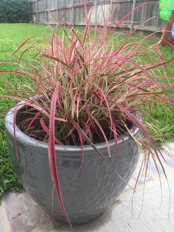 Photo of Sean's Landscaping
