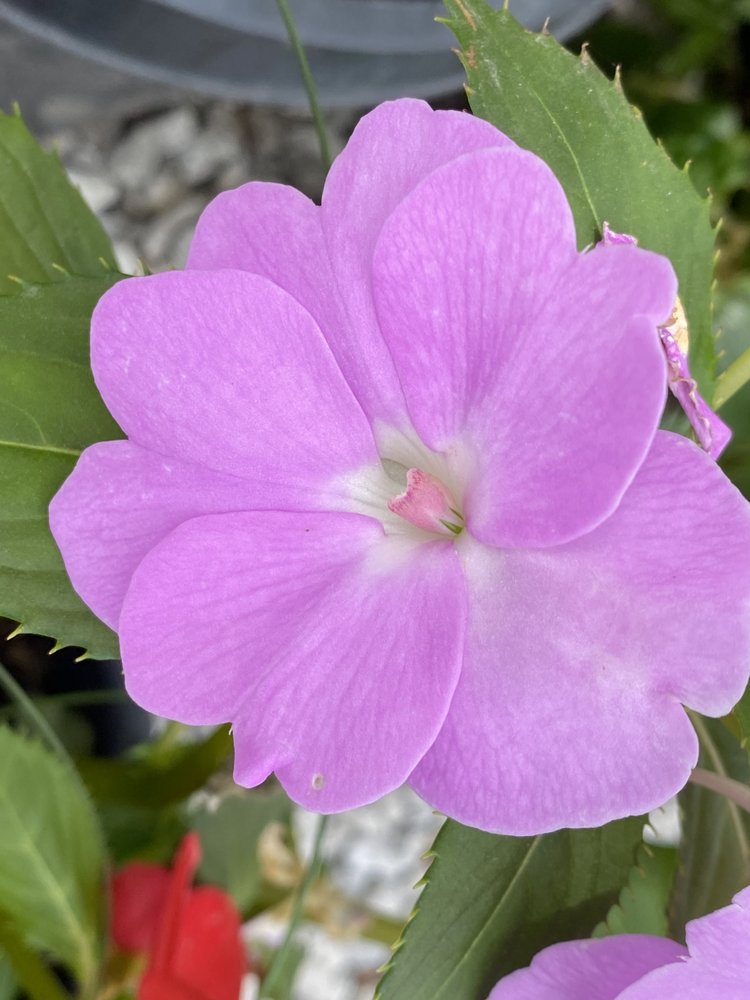Photo of Full Features Landscape & Garden Center
