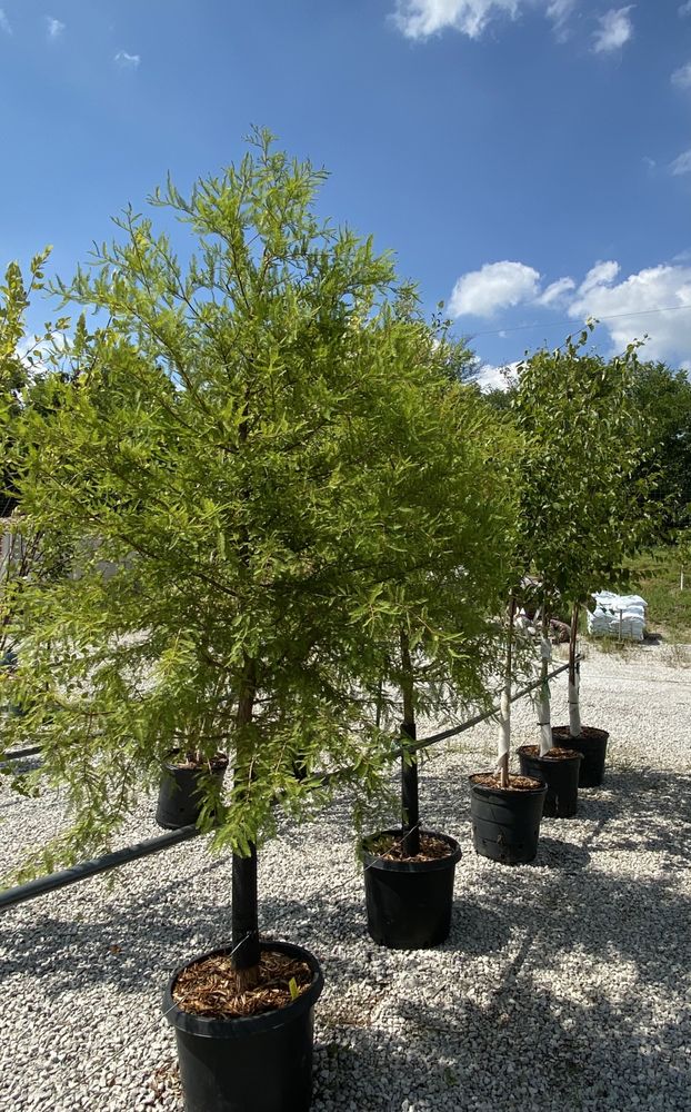 Photo of Full Features Landscape & Garden Center