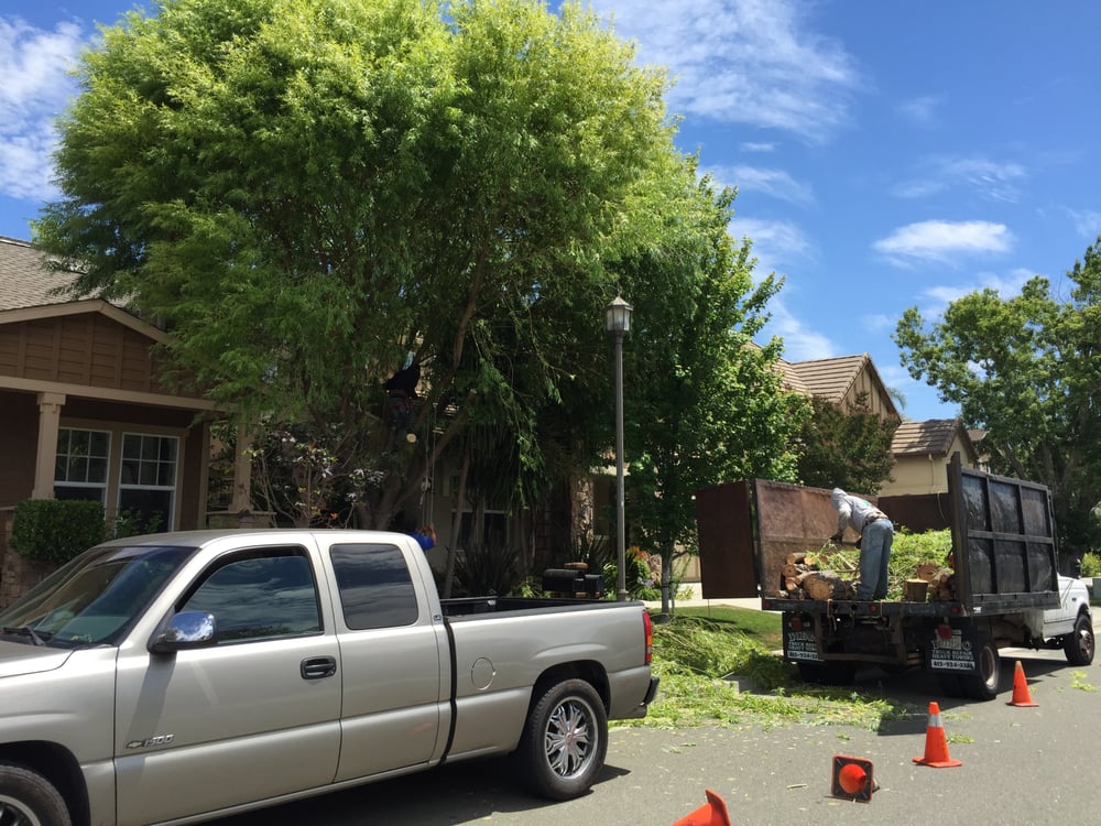 Photo of Febronio Tree Service