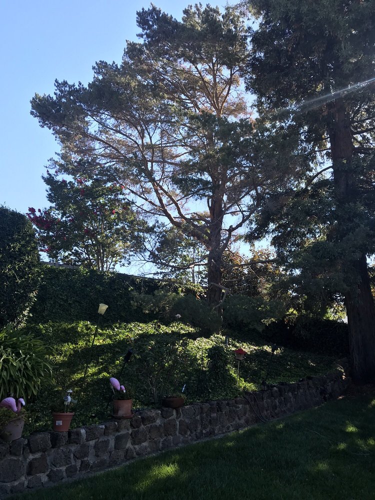 Photo of Febronio Tree Service