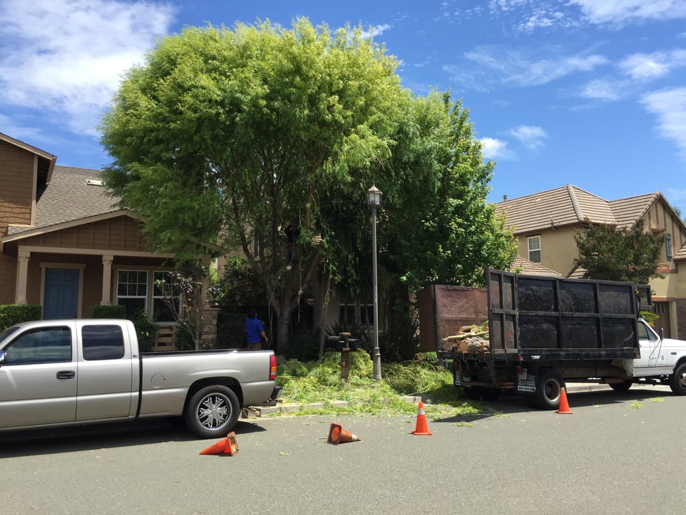 Photo of Febronio Tree Service