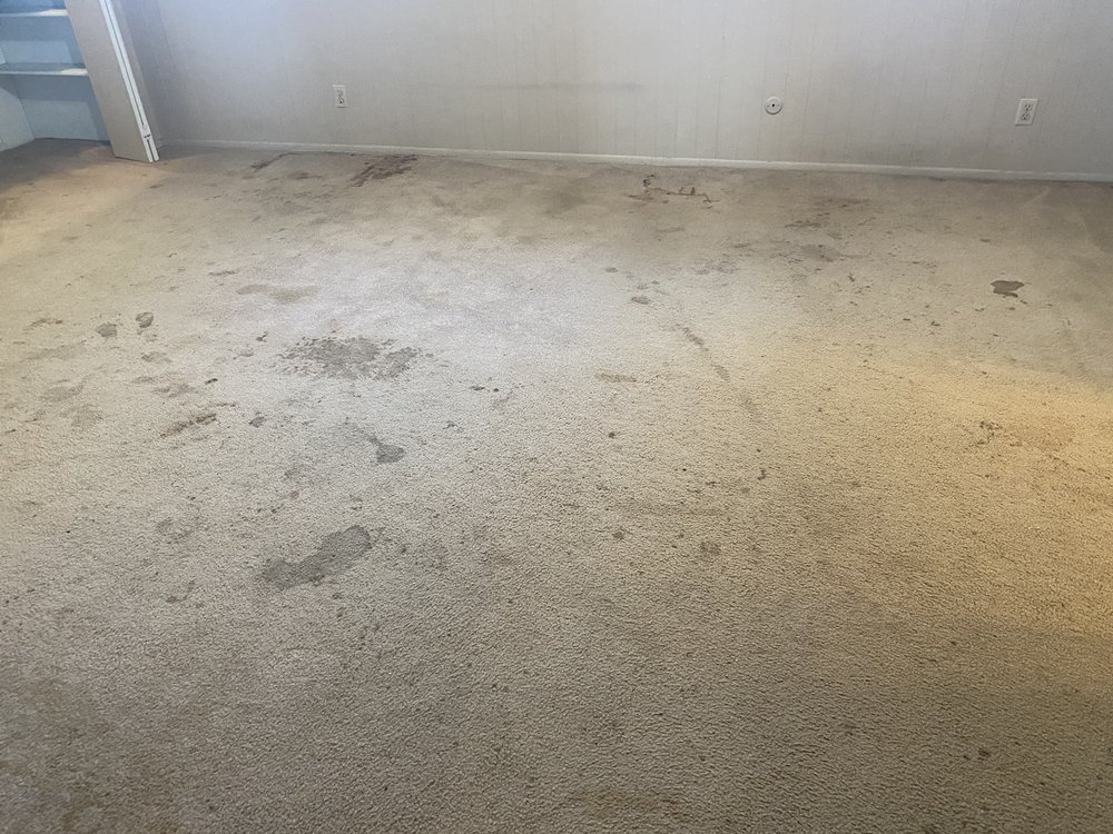 Photo of Blue Ribbon Carpet Cleaning