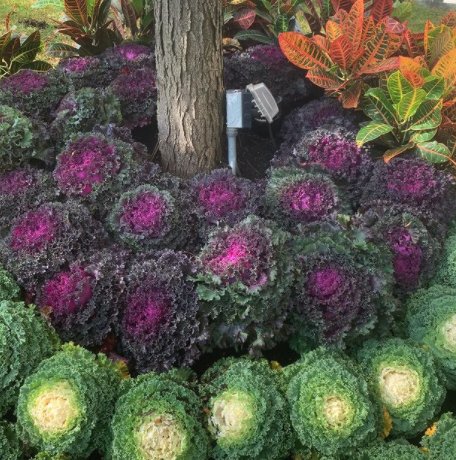 Photo of Greener Gardens Of New York