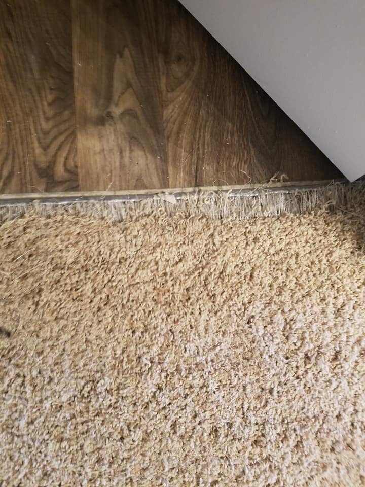 Photo of All Star Carpet Cleaning and Restoration