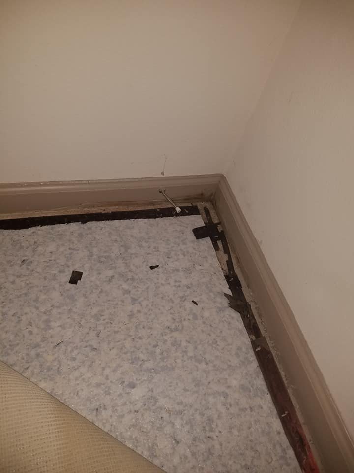 Photo of All Star Carpet Cleaning and Restoration