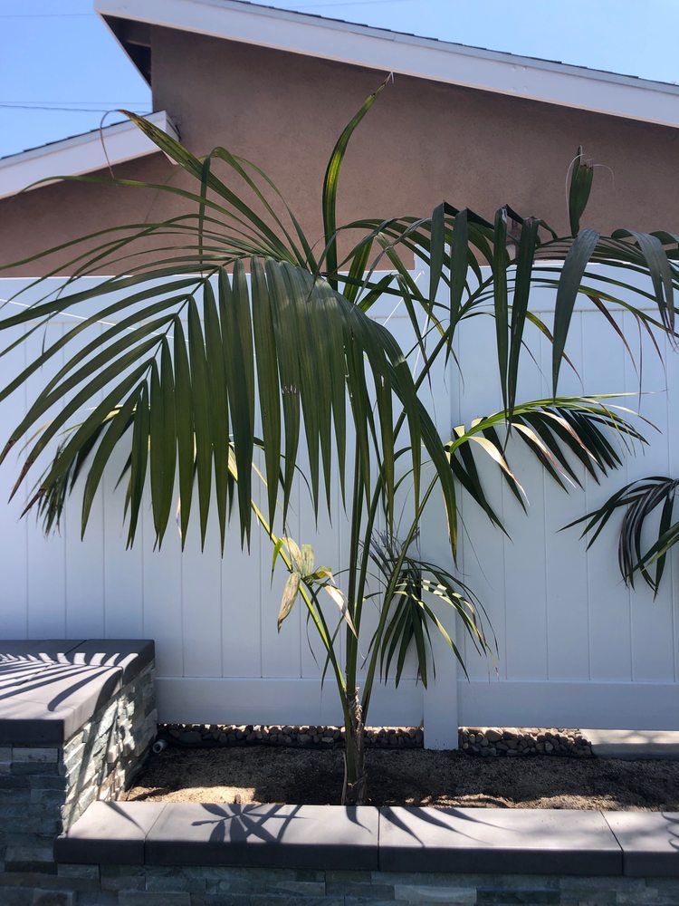 Photo of Discovery Island Palms