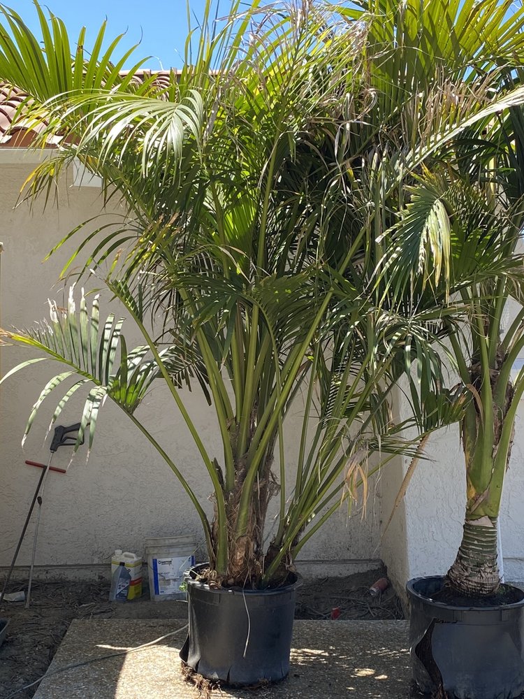 Photo of Discovery Island Palms