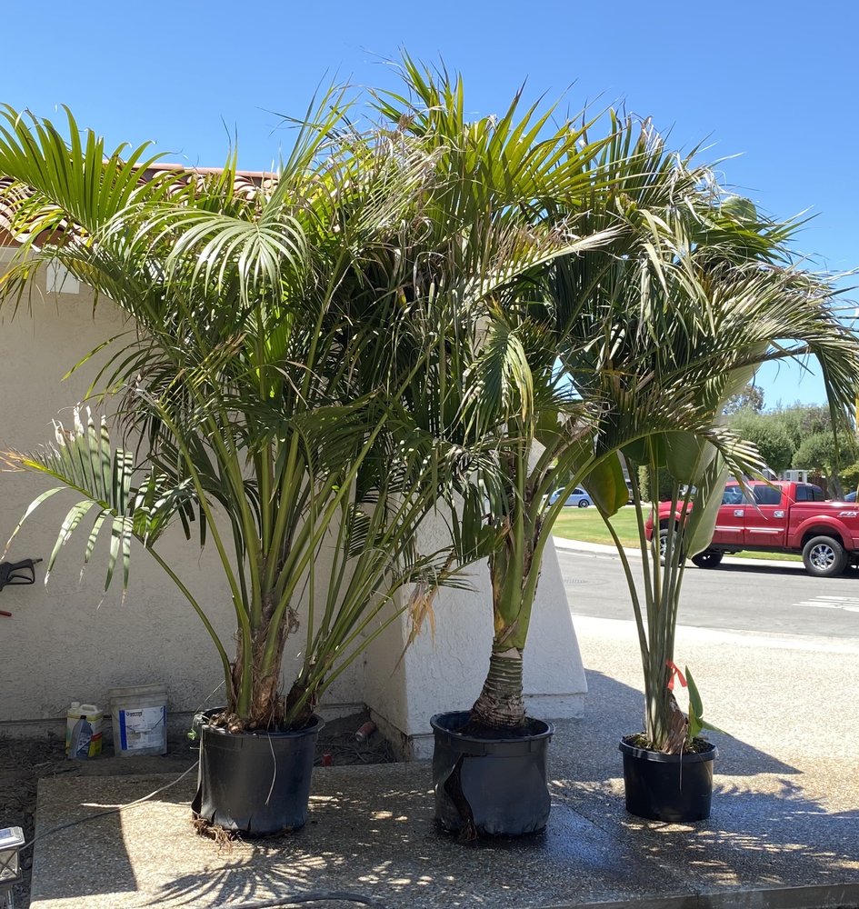 Photo of Discovery Island Palms