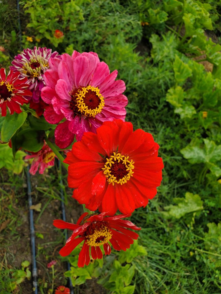 Photo of Inecui Flowers
