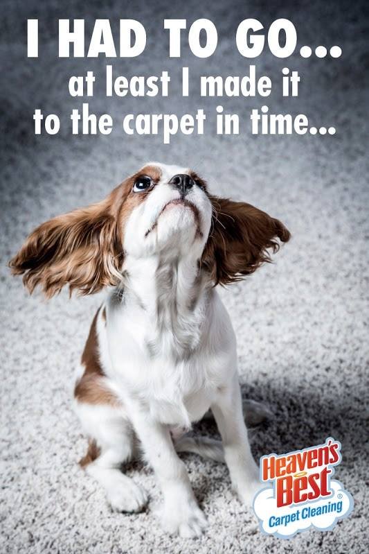 Photo of Heaven's Best Carpet Cleaning