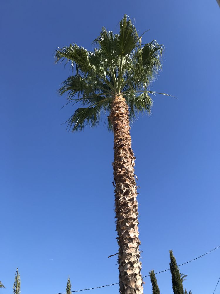 Photo of Pilo Landscaping and Maintenance