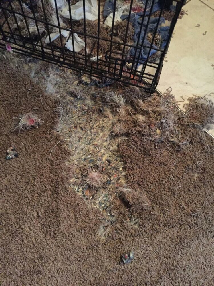 Photo of Absolute Carpet Care & Repair
