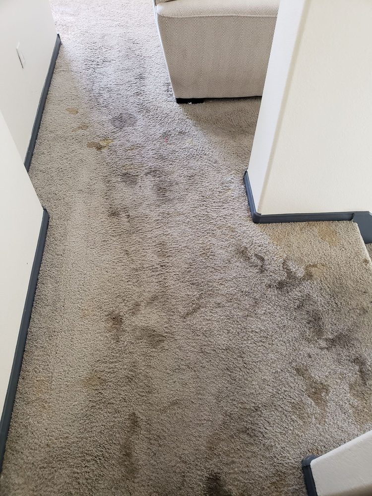 Photo of Eco Friend Carpet Clean