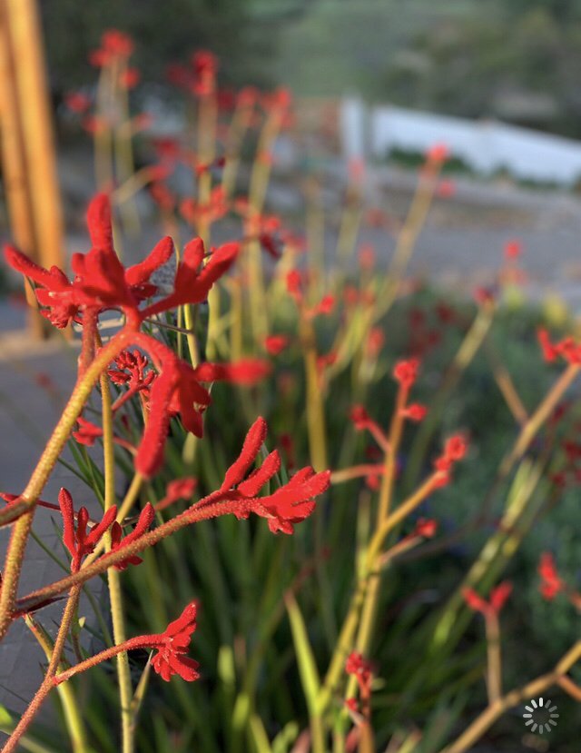 Photo of Green Dreams Landscaping
