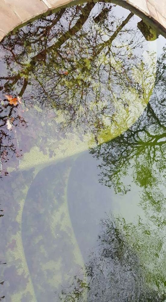Photo of Seahorse Pool Cleaning