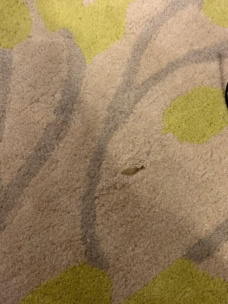 Photo of ABC Rug Restoration