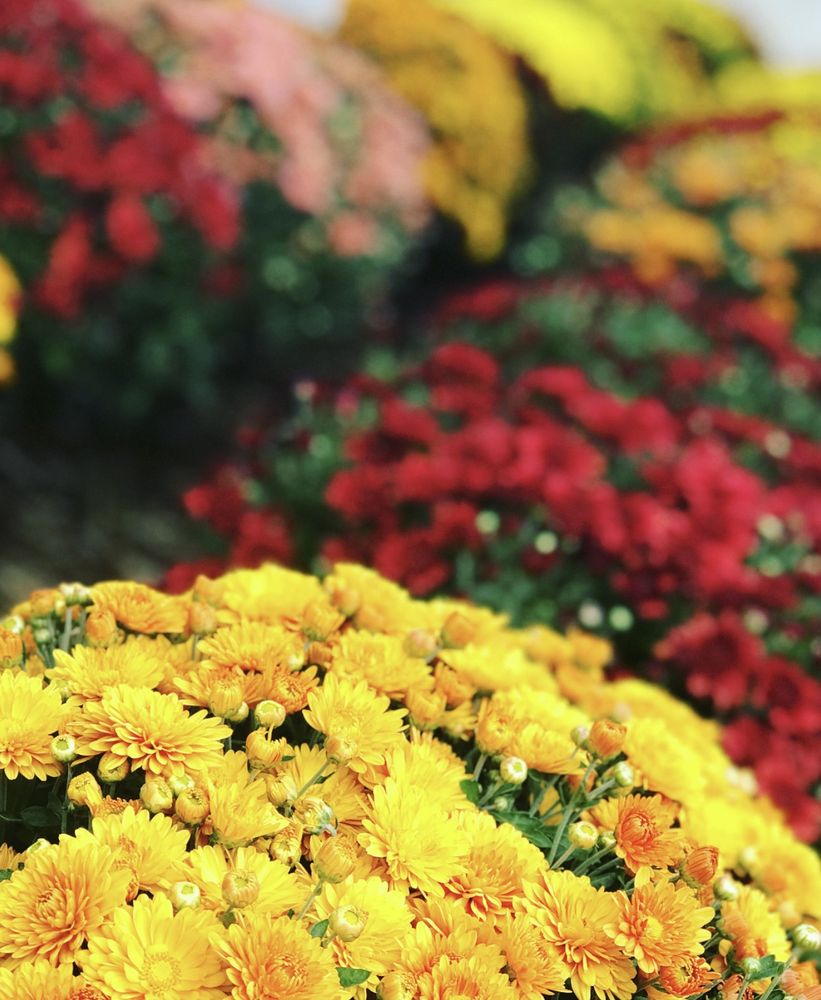 Photo of Kings County Nurseries