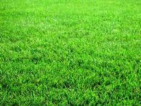 Photo of Turf Care Pro