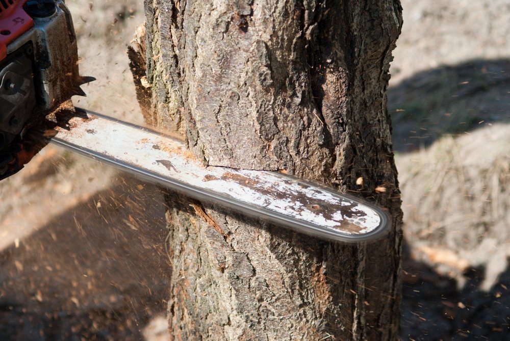Photo of Dels Tree Experts