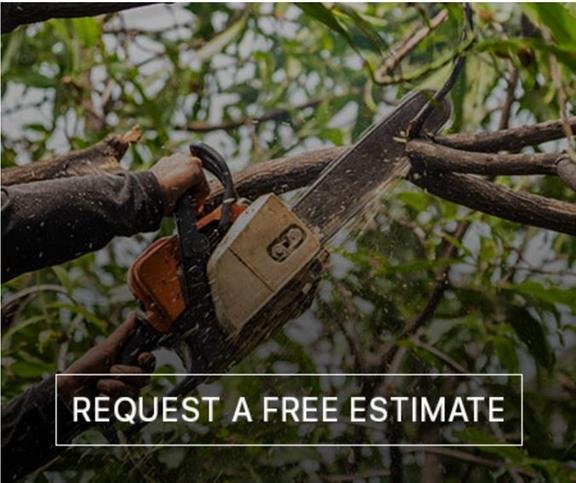 Photo of Dels Tree Experts