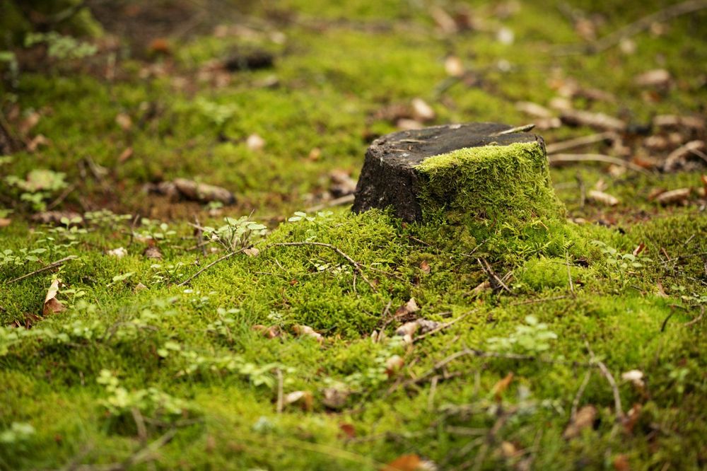 Photo of Dels Tree Experts