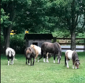Photo of Fall City Party Ponies aka Fall City Pony and Horse Farm