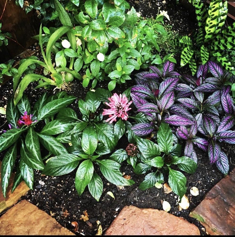 Photo of Fire & Flora