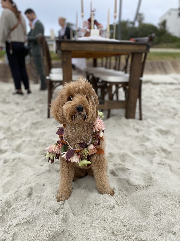 Photo of Olive & Sage Events
