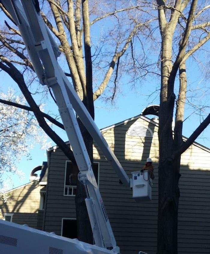 Photo of Union Tree Experts