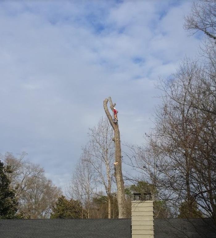 Photo of Union Tree Experts